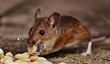 24 Hour & Emergency Exterminators in North Suburban, IL